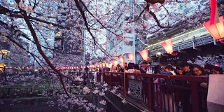日本东京的樱花和目黑河