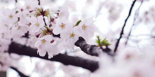 特写镜头;樱花迎风盛开，日本