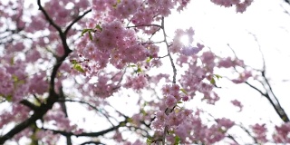 樱花，日本