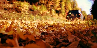 在加拿大的秋天里，在落叶中开车