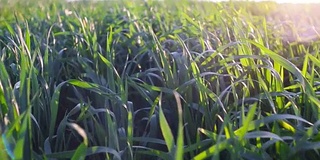 跟踪拍摄日落时的草地、草地和麦田