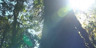 淘金:日出与苔藓在大树上