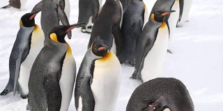 一群企鹅在散步