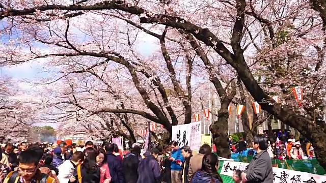 东京上野公园的樱花节