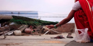 印度女人在家喂孔雀吃东西