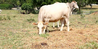牛在田里吃草