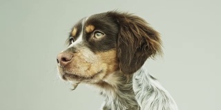 可爱的小Epagneul Breton狗的肖像