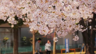 樱花,樱花视频素材模板下载