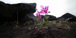 花冰岛，Chamerion latifolium