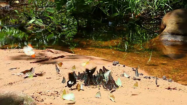 一群蝴蝶围绕着森林中的池塘