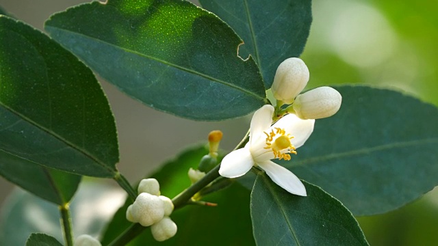 酸橙花