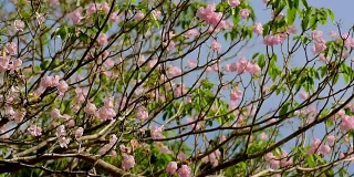 粉红色的喇叭树玫瑰花盛开在泰国的甘榜sean, Nakornpathom