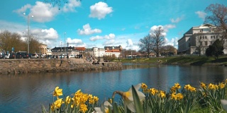 哥德堡的慢镜头水仙花