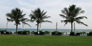 热带海滩上的椰子树
