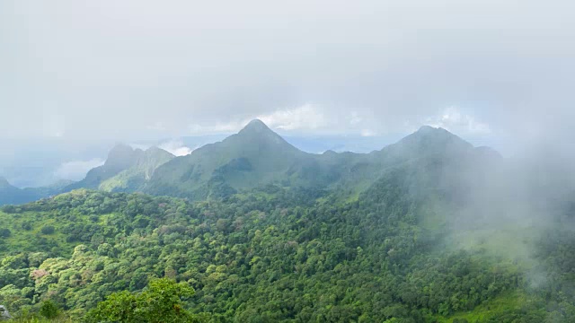 有雾和阳光的热带雨林