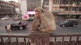 猴子在吃水果的城市，华富里，泰国视频素材模板下载