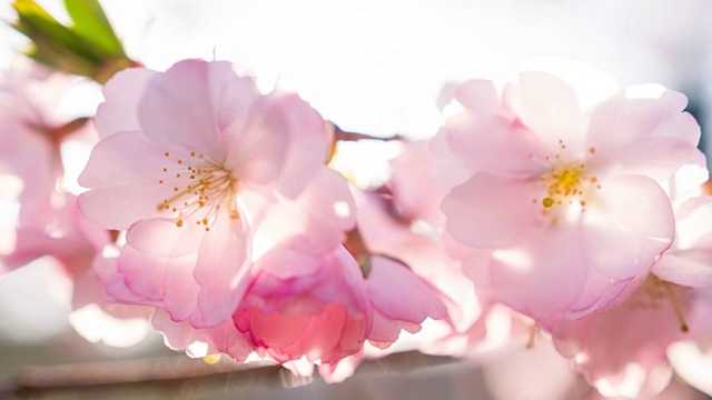 阳光照耀下美丽的樱花