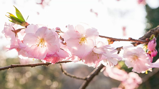 春天樱花盛开的树枝