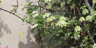 绿色铁线莲生长在花园里