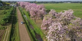 粉红色的喇叭树玫瑰花盛开在泰国的甘榜sean, Nakornpathom