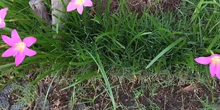 粉红的西风花雨百合