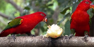 鹦鹉吃水果