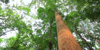 在泰国国家公园的大树在推拉拍摄