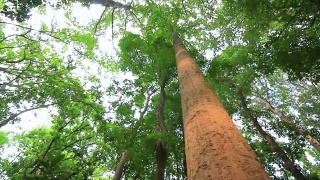 在泰国国家公园的大树在推拉拍摄视频素材模板下载