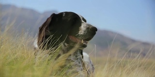 猎犬躺在草地上，背对着群山