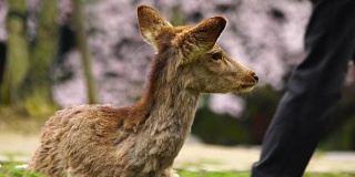 日本樱花盛开季节的亚洲鹿。