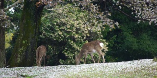日本樱花盛开季节的亚洲鹿。