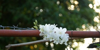 花园里的白色兰花