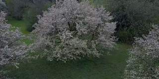 走向一棵开花的树(未分级视频)
