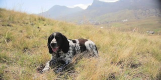 那只西班牙猎犬躺在草地上，背对着群山