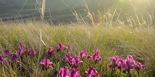 紫丁香野鸢尾的林间空地