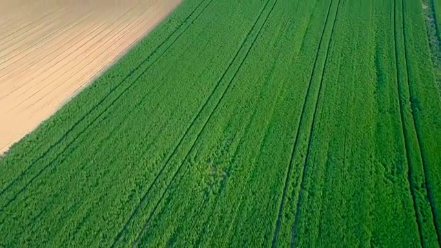 从油菜田上方，发展生物经济和以生物为基础的产业