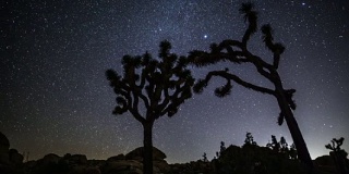 时光流逝:沙漠与乔舒亚树在夜间跟踪拍摄