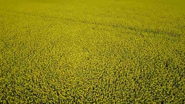 从油菜田上方，发展生物经济和以生物为基础的产业