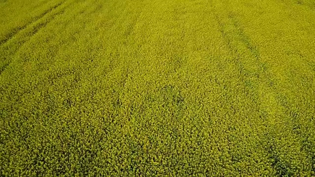 从油菜田上方，发展生物经济和以生物为基础的产业