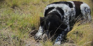 猎狗躺在草地上