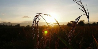 水稻的日出。