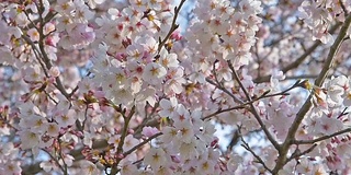 樱花盛开(Sakura)