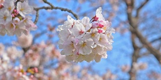 樱花盛开(Sakura)