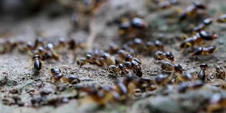 蚂蚁爬向蚁群