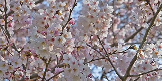 樱花盛开(Sakura)