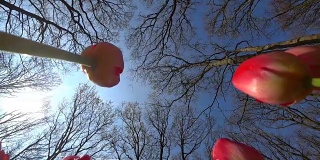 荷兰的库肯霍夫郁金香种植季节