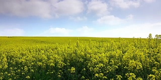 油菜田与超级缩放的效果