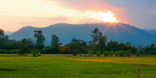 夕阳下的稻田