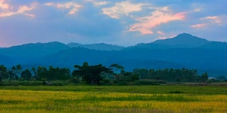 夕阳下的稻田