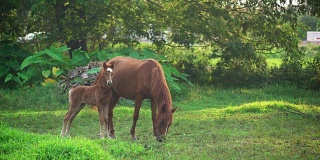马和小马驹在绿色的田野。